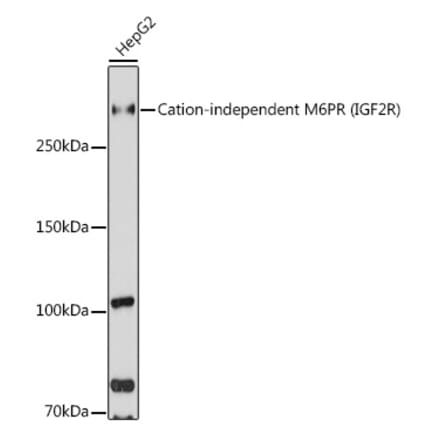 Western Blot - Anti-M6PR (cation independent) Antibody (A89200) - Antibodies.com