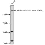 Western Blot - Anti-M6PR (cation independent) Antibody (A89200) - Antibodies.com