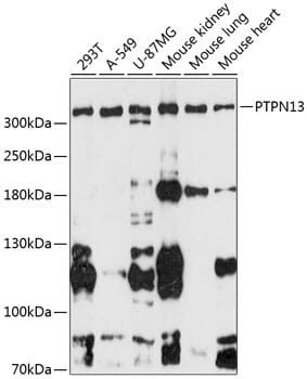 Western blot analysis of extracts of various cell lines, using Anti-PTPN13 Antibody (A13005) at 1:3000 dilution. Secondary antibody: Goat Anti-Rabbit IgG (H+L) (HRP) (AS014) at 1:10,000 dilution. Lysates / proteins: 25µg per lane. Blocking buffer: 3% non-fat dry milk in TBST. Detection: ECL Enhanced Kit (RM00021). Exposure time: 90s.