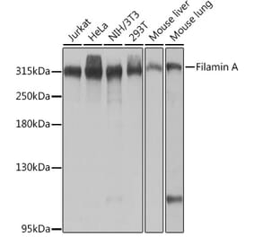 Western Blot - Anti-Filamin A Antibody (A89205) - Antibodies.com