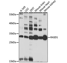 Western Blot - Anti-Dexras1 Antibody (A89219) - Antibodies.com