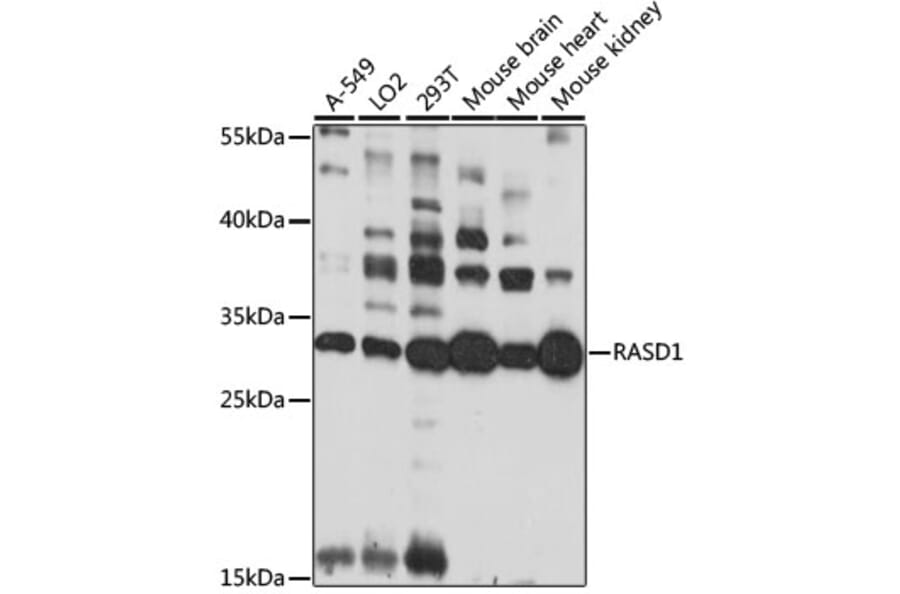 Western Blot - Anti-Dexras1 Antibody (A89219) - Antibodies.com