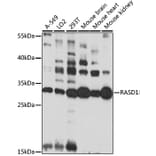 Western Blot - Anti-Dexras1 Antibody (A89219) - Antibodies.com
