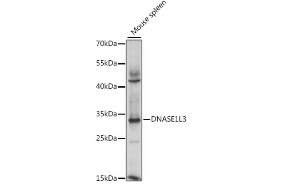 Western Blot - Anti-DNASE1L3 Antibody (A15608) - Antibodies.com