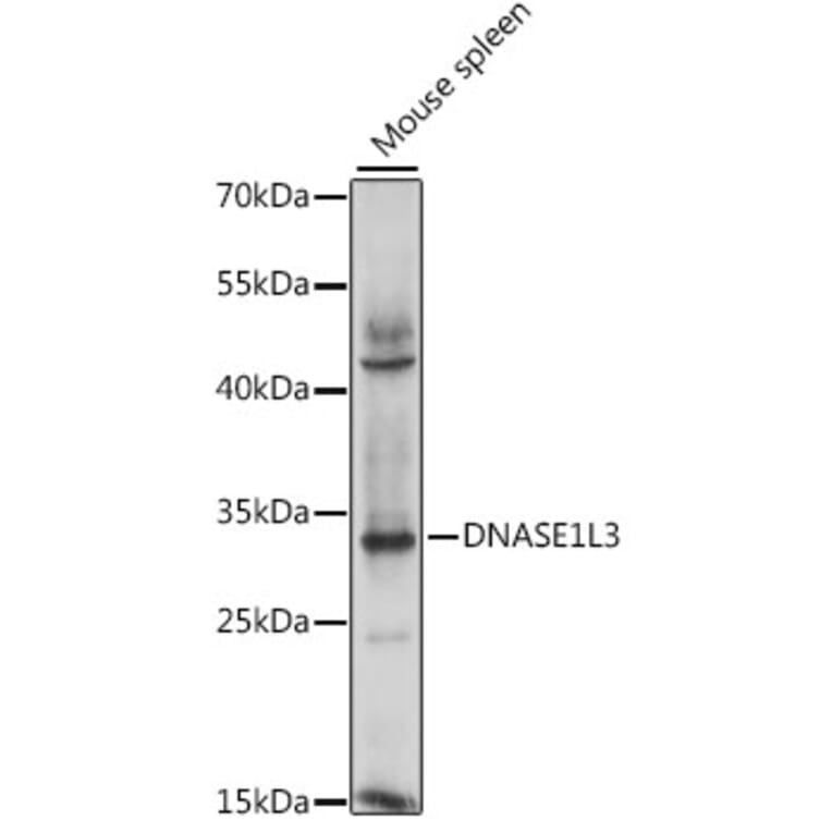 Western Blot - Anti-DNASE1L3 Antibody (A15608) - Antibodies.com