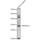 Western Blot - Anti-DNASE1L3 Antibody (A15608) - Antibodies.com