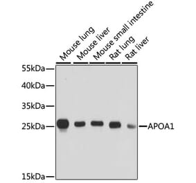 Western Blot - Anti-Apolipoprotein A I Antibody (A89224) - Antibodies.com