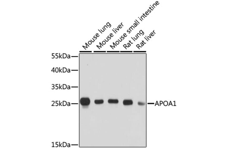 Western Blot - Anti-Apolipoprotein A I Antibody (A89224) - Antibodies.com