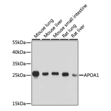 Western Blot - Anti-Apolipoprotein A I Antibody (A89224) - Antibodies.com