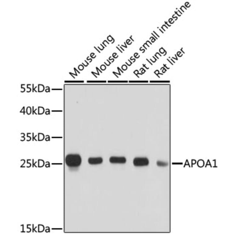 Western Blot - Anti-Apolipoprotein A I Antibody (A89224) - Antibodies.com