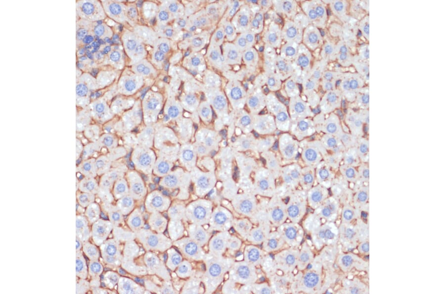 Immunohistochemistry - Anti-Apolipoprotein A I Antibody (A89224) - Antibodies.com
