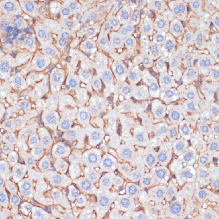 Immunohistochemistry - Anti-Apolipoprotein A I Antibody (A89224) - Antibodies.com