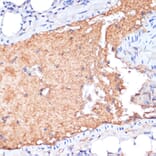Immunohistochemistry - Anti-Apolipoprotein A I Antibody (A89224) - Antibodies.com