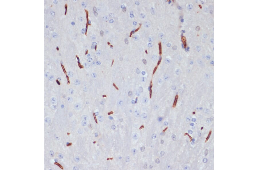 Immunohistochemistry - Anti-Apolipoprotein A I Antibody (A89224) - Antibodies.com
