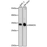 Western Blot - Anti-NSMCE1 Antibody (A89225) - Antibodies.com