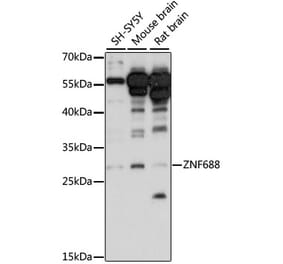 Western Blot - Anti-ZNF688 Antibody (A89226) - Antibodies.com