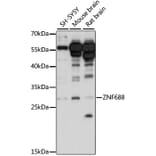Western Blot - Anti-ZNF688 Antibody (A89226) - Antibodies.com