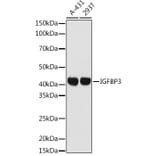 Western Blot - Anti-IGFBP3 Antibody (A89228) - Antibodies.com