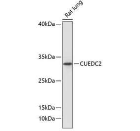Western Blot - Anti-CUEDC2 Antibody (A89235) - Antibodies.com