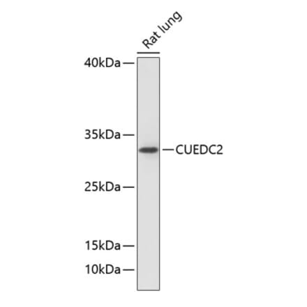 Western Blot - Anti-CUEDC2 Antibody (A89235) - Antibodies.com