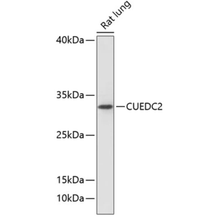 Western Blot - Anti-CUEDC2 Antibody (A89235) - Antibodies.com