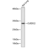 Western Blot - Anti-CUEDC2 Antibody (A89235) - Antibodies.com
