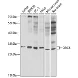Western Blot - Anti-ORC6 Antibody (A89238) - Antibodies.com