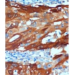 Immunohistochemistry - Anti-SCGN/Secretagogin Antibody (A89239) - Antibodies.com