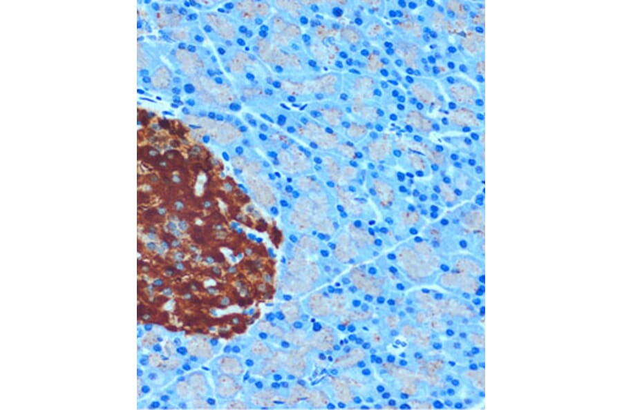 Immunohistochemistry - Anti-SCGN/Secretagogin Antibody (A89239) - Antibodies.com