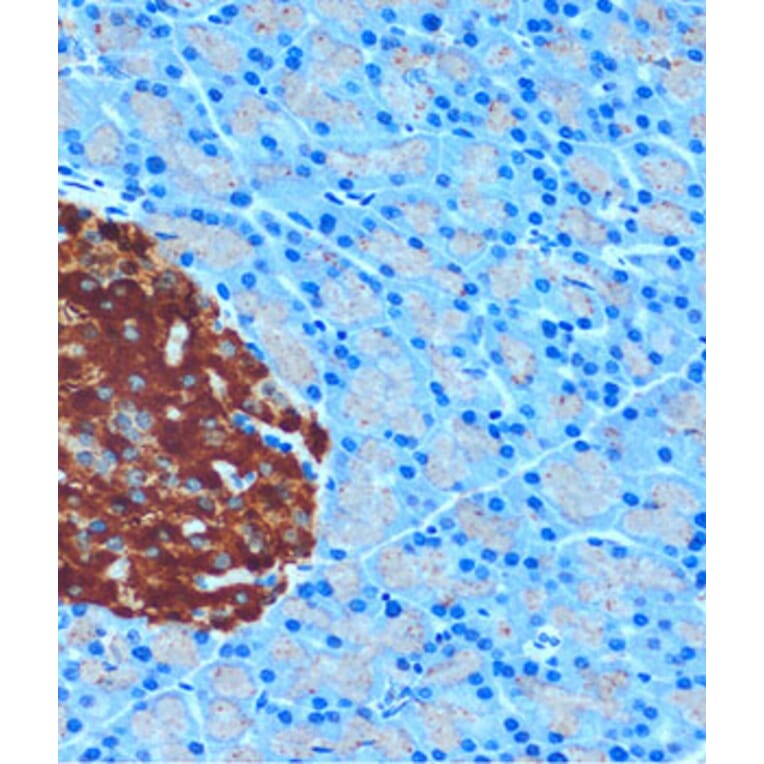Immunohistochemistry - Anti-SCGN/Secretagogin Antibody (A89239) - Antibodies.com