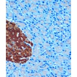 Immunohistochemistry - Anti-SCGN/Secretagogin Antibody (A89239) - Antibodies.com