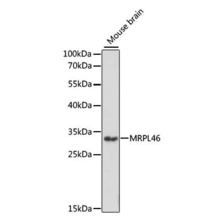 Western Blot - Anti-MRPL46 Antibody (A89240) - Antibodies.com