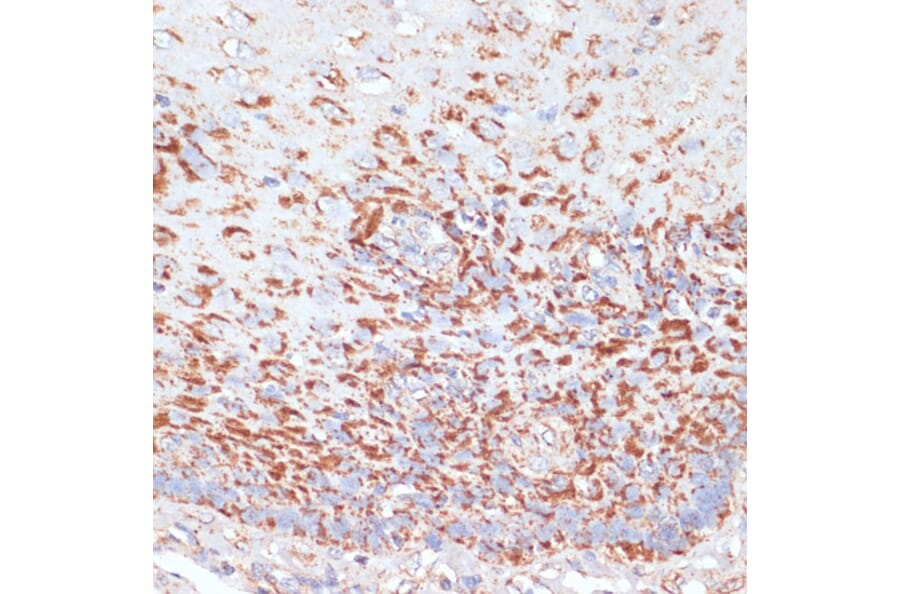 Immunohistochemistry - Anti-MRPL46 Antibody (A89240) - Antibodies.com