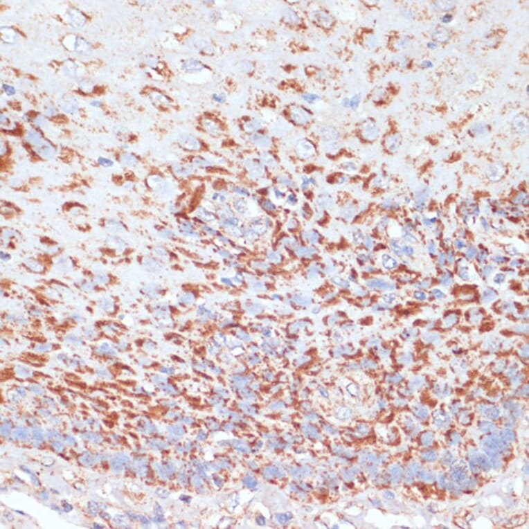 Immunohistochemistry - Anti-MRPL46 Antibody (A89240) - Antibodies.com