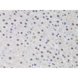 Immunohistochemistry - Anti-HUS1 Antibody (A89241) - Antibodies.com