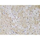 Immunohistochemistry - Anti-HUS1 Antibody (A89241) - Antibodies.com