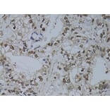 Immunohistochemistry - Anti-HUS1 Antibody (A89241) - Antibodies.com
