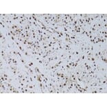 Immunohistochemistry - Anti-HUS1 Antibody (A89241) - Antibodies.com
