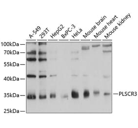 Western Blot - Anti-PLSCR3 Antibody (A89244) - Antibodies.com