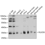 Western Blot - Anti-PLSCR3 Antibody (A89244) - Antibodies.com