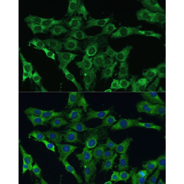 Immunofluorescence - Anti-PLSCR3 Antibody (A89244) - Antibodies.com
