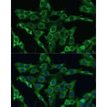 Immunofluorescence - Anti-PLSCR3 Antibody (A89244) - Antibodies.com