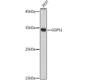 Western Blot - Anti-GGPS1 Antibody (A89246) - Antibodies.com
