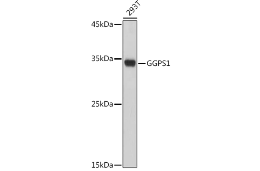 Western Blot - Anti-GGPS1 Antibody (A89246) - Antibodies.com