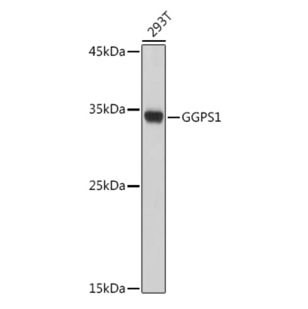 Western Blot - Anti-GGPS1 Antibody (A89246) - Antibodies.com