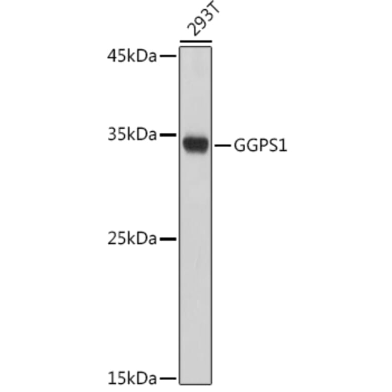 Western Blot - Anti-GGPS1 Antibody (A89246) - Antibodies.com