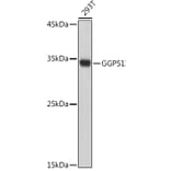 Western Blot - Anti-GGPS1 Antibody (A89246) - Antibodies.com