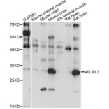 Western Blot - Anti-NEURL2 Antibody (A14450) - Antibodies.com