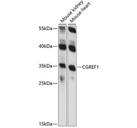 Western Blot - Anti-CGREF1 Antibody (A89249) - Antibodies.com