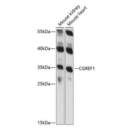 Western Blot - Anti-CGREF1 Antibody (A89249) - Antibodies.com